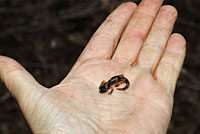 Large-blotched Ensatina