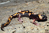 Large-blotched Ensatina