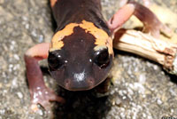 Large-blotched Ensatina