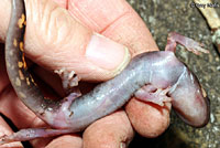 Large-blotched Ensatina