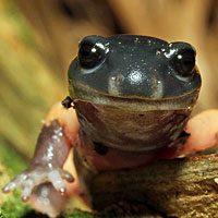 Large-blotched Ensatina