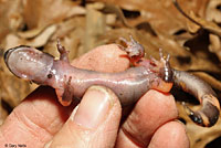 Large-blotched Ensatina