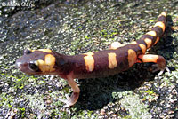 Large-blotched Ensatina