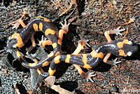 Large-blotched Ensatina