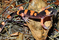 Large-blotched Ensatina