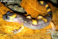 Large-blotched Ensatina