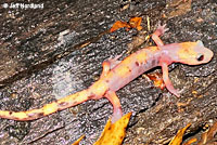 Large-blotched Ensatina