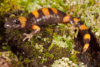 Large-blotched Ensatina