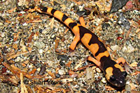 Large-blotched Ensatina