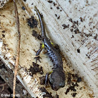 Oregon Ensatina