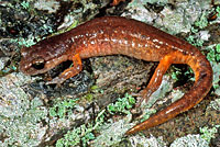 Oregon Ensatina