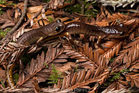 Oregon Ensatina