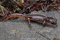 Oregon Ensatina