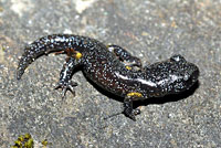 Oregon Ensatina