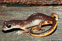 Oregon Ensatina