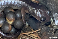 Oregon Ensatina