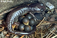 Oregon Ensatina