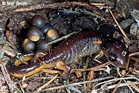 Oregon Ensatina