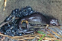 Oregon Ensatina