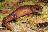 Oregon Ensatina