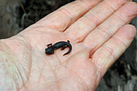 Oregon Ensatina