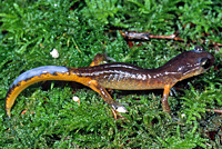 Oregon Ensatina