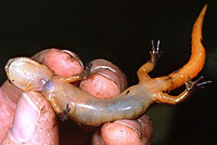 Oregon Ensatina