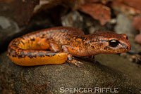 Painted Ensatina