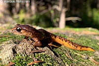 Painted Ensatina