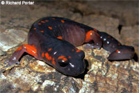 Yellow-eyed Ensatina