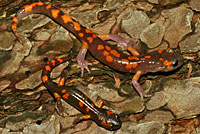 Sierra Nevada Ensatina