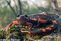 Sierra Nevada Ensatina