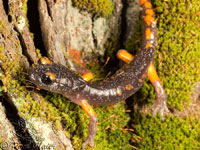 Sierra Nevada Ensatina