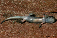 Sierra Nevada Ensatina