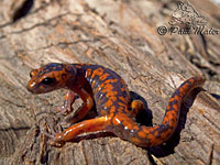 Sierra Nevada Ensatina