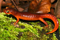 Yellow-eyed Ensatina