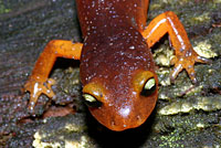 Yellow-eyed Ensatina