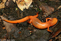 Yellow-eyed Ensatina