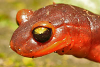 Yellow-eyed Ensatina