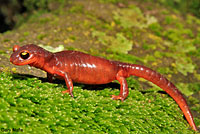 Yellow-eyed Ensatina