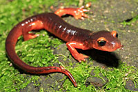 Yellow-eyed Ensatina