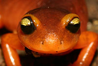 Yellow-eyed Ensatina