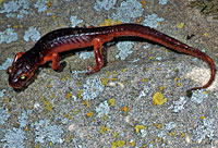 Yellow-eyed Ensatina