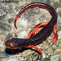 Yellow-eyed Ensatina