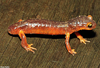 Yellow-eyed Ensatina