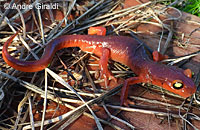 Yellow-eyed Ensatina