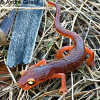 Yellow-eyed Ensatina