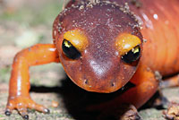 Yellow-eyed Ensatina