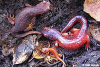 California Newt