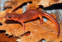 Yellow-eyed Ensatina